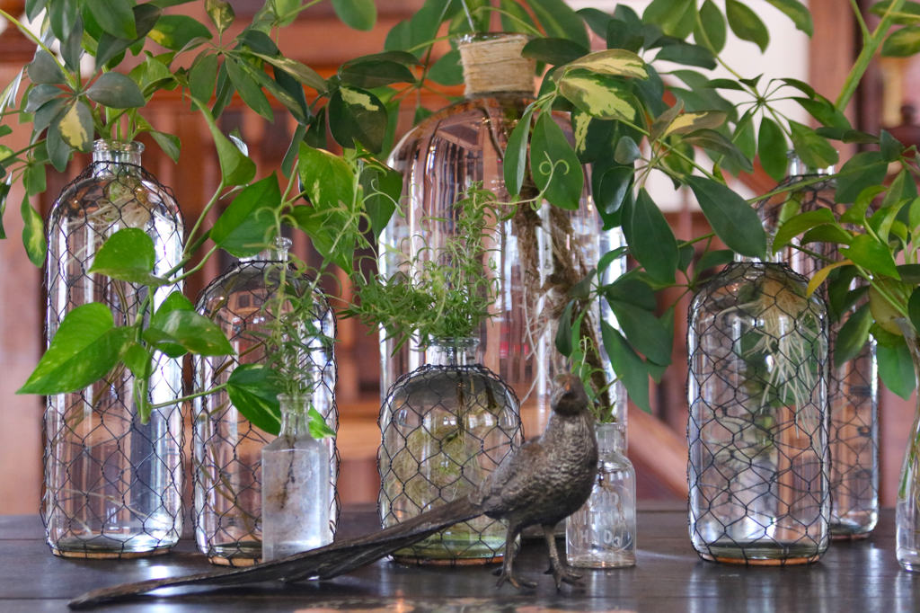 Bottle Plants • Farmhouse