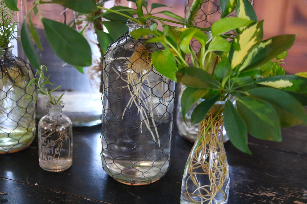 Bottle Plants • The Farmhouse Project