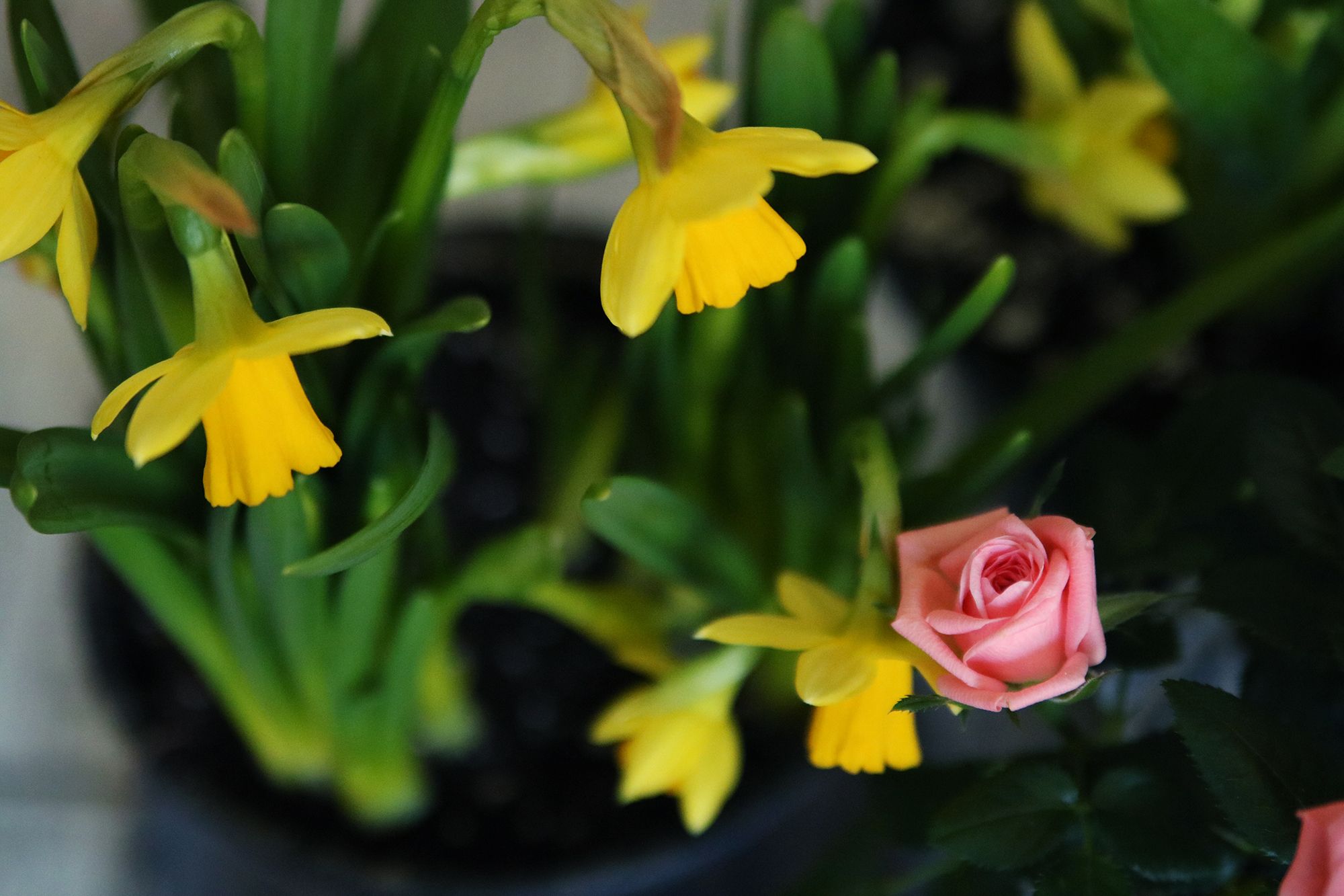 The Farmhouse Project: How to style your spring tablescape inspired by the garden.