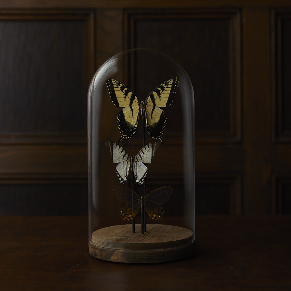 https://www.thefarmhouseproject.com/wp-content/uploads/2019/06/butterfly_cloche.jpg